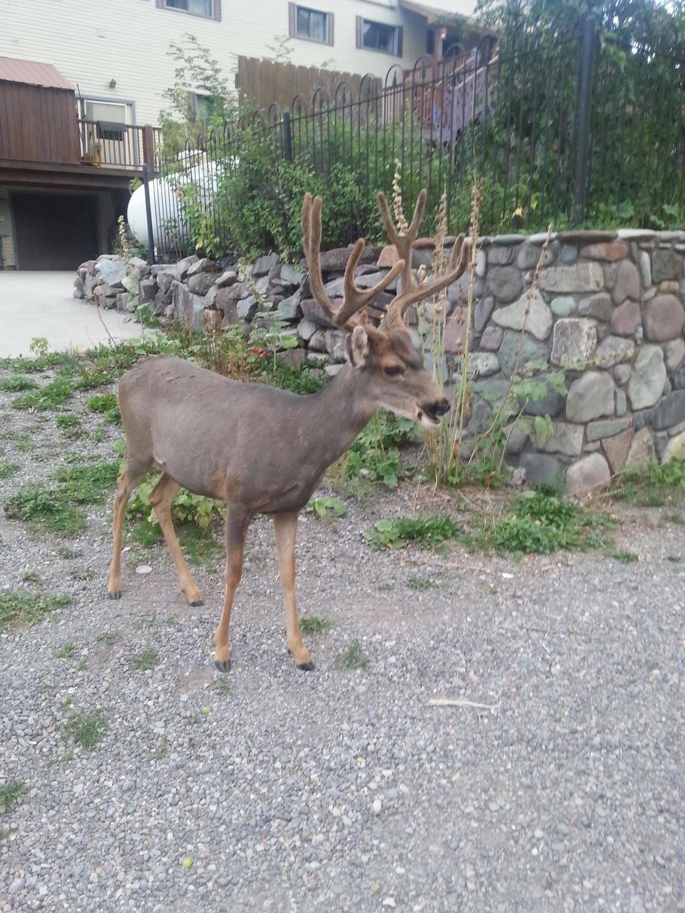 Rivers Edge Motel Lodge & Resort Ouray Exteriör bild
